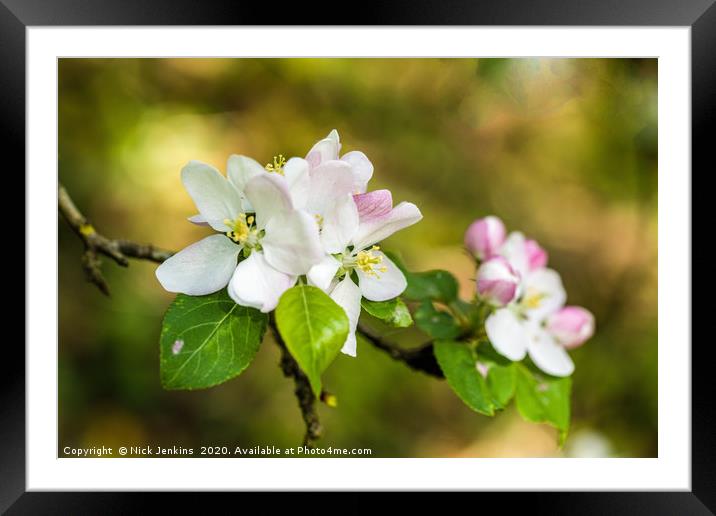 Apple Blossom in Springtime Framed Mounted Print by Nick Jenkins