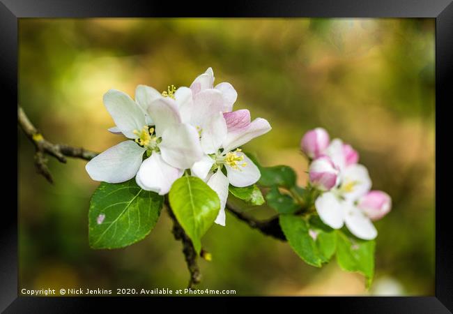 Apple Blossom in Springtime Framed Print by Nick Jenkins