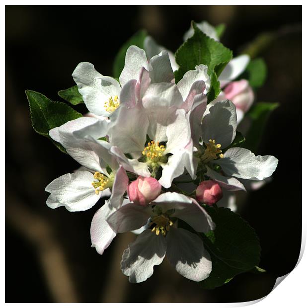 Apple Blossom 2 Print by Chris Day