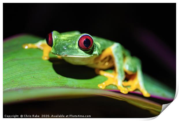 Red-Eyed Tree Frog Print by Chris Rabe