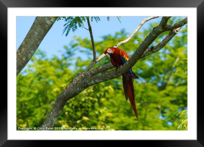 Wild Scarlet Macaw  Framed Mounted Print by Chris Rabe
