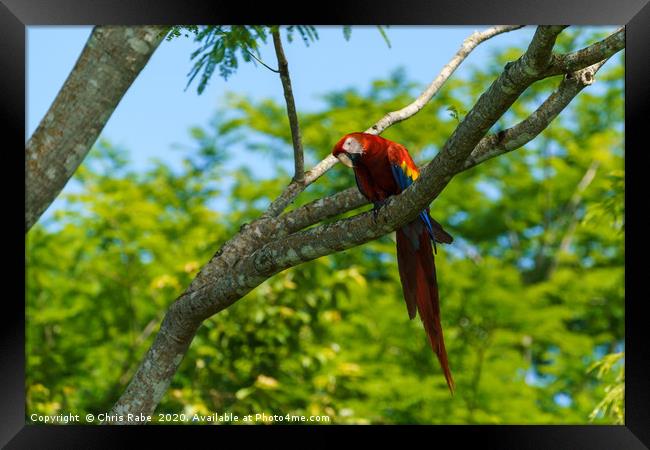 Wild Scarlet Macaw  Framed Print by Chris Rabe