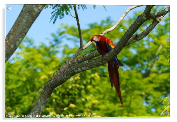 Wild Scarlet Macaw  Acrylic by Chris Rabe