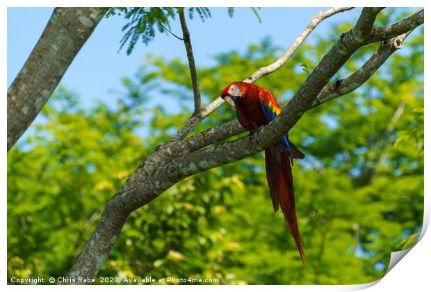 Wild Scarlet Macaw  Print by Chris Rabe