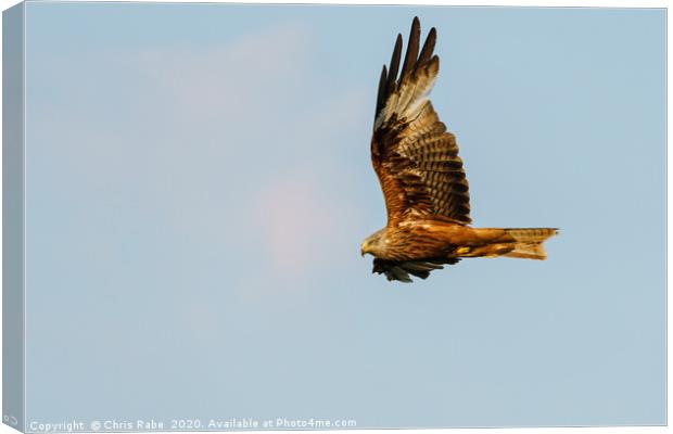 Red Kite in flight in the Chiltern Hills Canvas Print by Chris Rabe