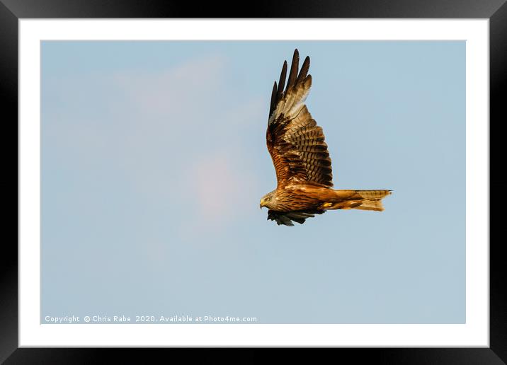 Red Kite in flight in the Chiltern Hills Framed Mounted Print by Chris Rabe