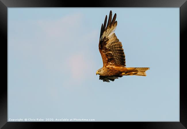 Red Kite in flight in the Chiltern Hills Framed Print by Chris Rabe