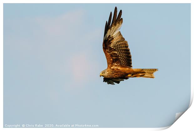 Red Kite in flight in the Chiltern Hills Print by Chris Rabe