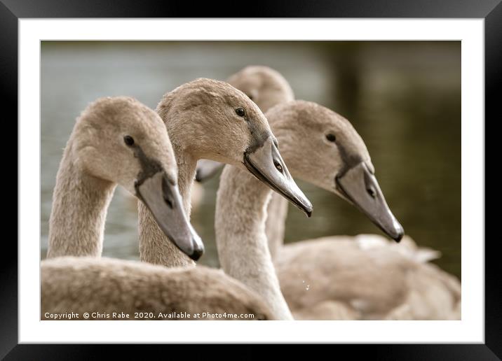 Mute swan cygnets Framed Mounted Print by Chris Rabe