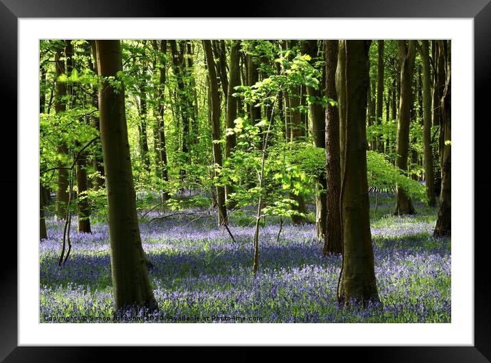 Sunlit Beech tree and bluebell wood Framed Mounted Print by Simon Johnson