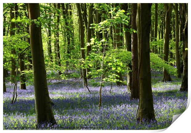 Sunlit Beech tree and bluebell wood Print by Simon Johnson