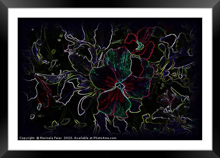 Glowing pansy contours Framed Mounted Print by Marinela Feier