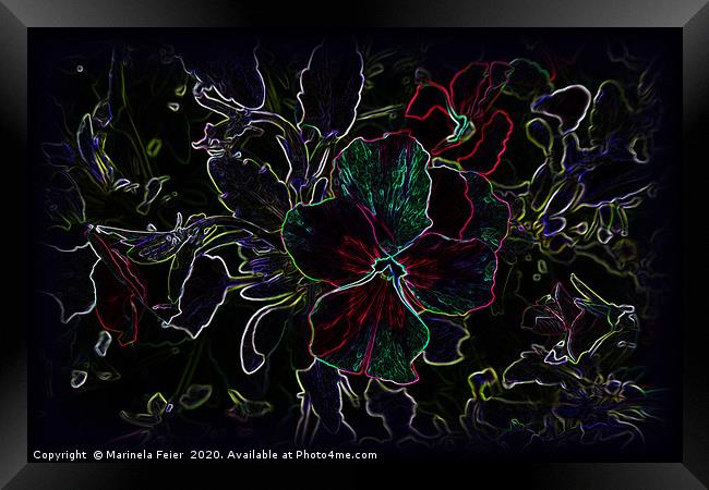 Glowing pansy contours Framed Print by Marinela Feier