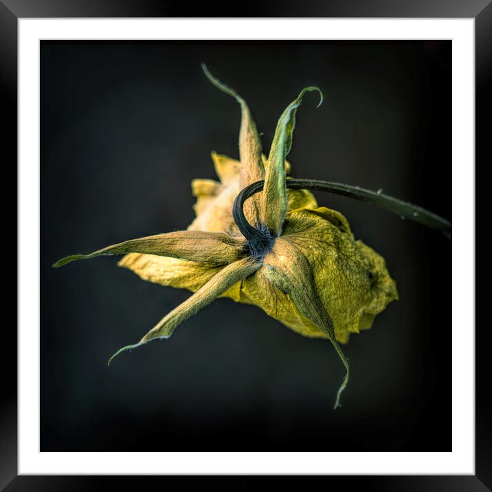 Dried flower head Framed Mounted Print by Richard Downs