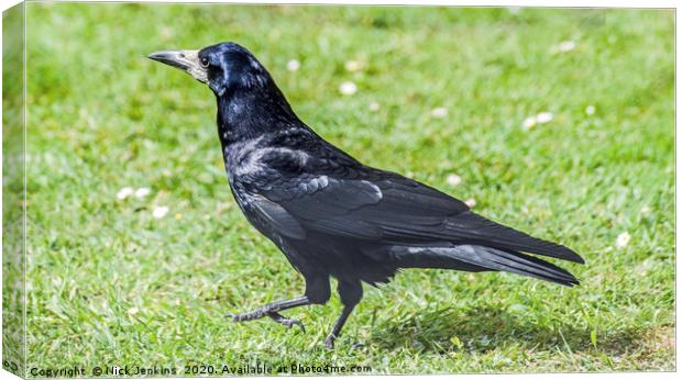 Rook doing the strut Canvas Print by Nick Jenkins