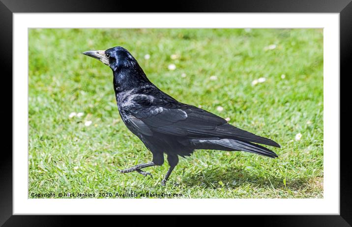 Rook doing the strut Framed Mounted Print by Nick Jenkins