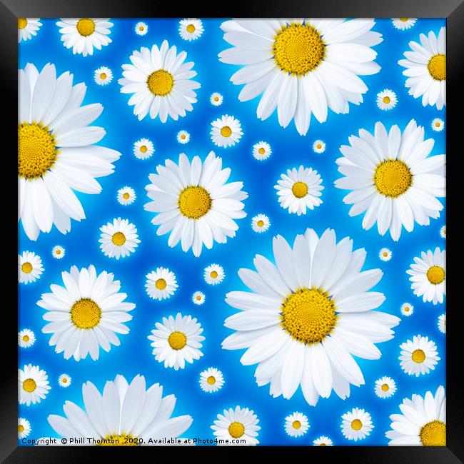 A pattern of isolated white daisy flower on a blue Framed Print by Phill Thornton