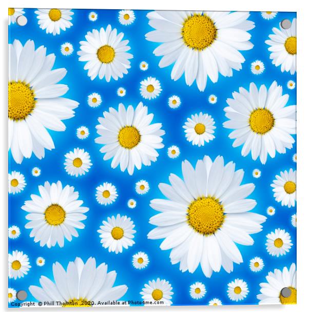 A pattern of isolated white daisy flower on a blue Acrylic by Phill Thornton