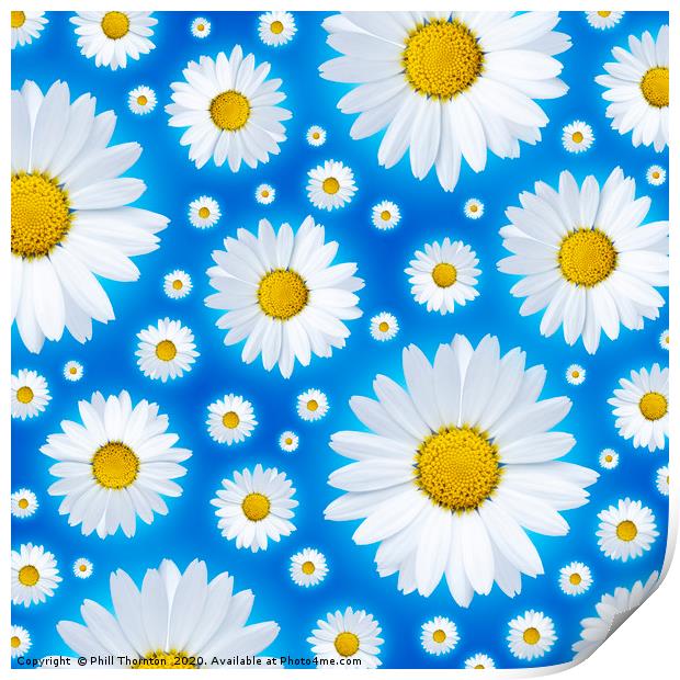 A pattern of isolated white daisy flower on a blue Print by Phill Thornton