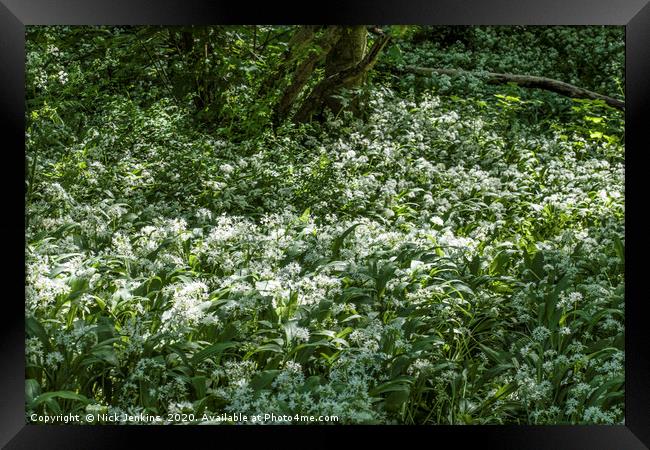 Ramsons or Wild Garlic in Woodland Framed Print by Nick Jenkins