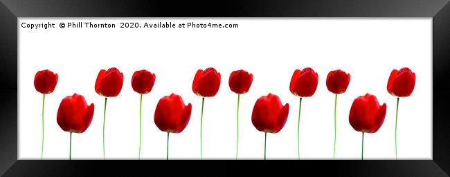 Three Red Tulips on white, repeated pattern. Framed Print by Phill Thornton