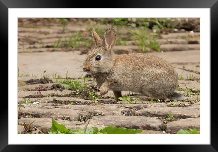 Young wild rabbit Framed Mounted Print by Jonathan Thirkell