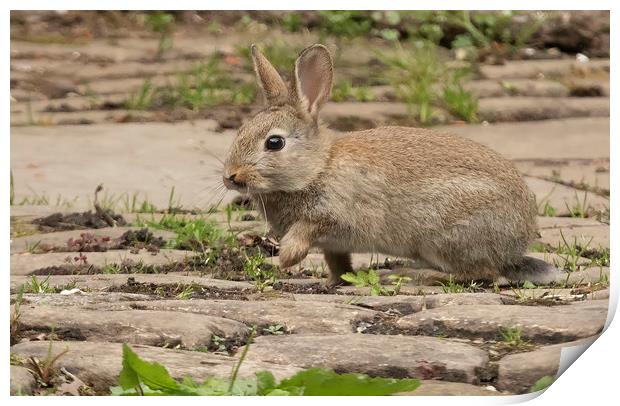 Young wild rabbit Print by Jonathan Thirkell