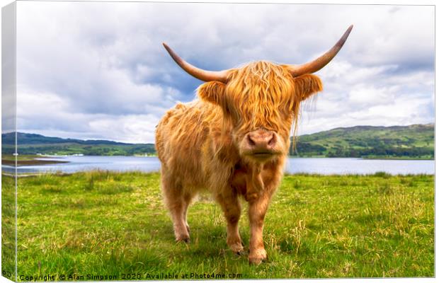 Scottish Cow Canvas Print by Alan Simpson
