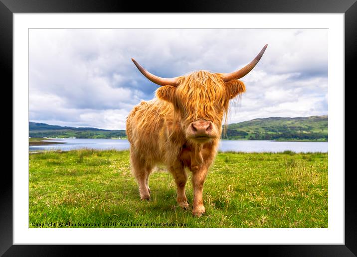 Scottish Cow Framed Mounted Print by Alan Simpson