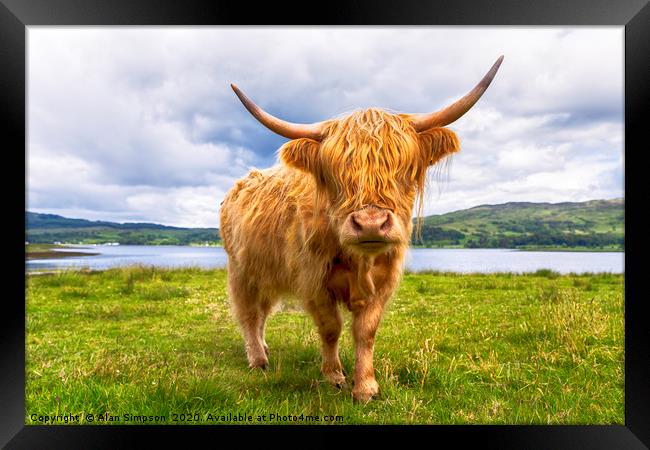 Scottish Cow Framed Print by Alan Simpson
