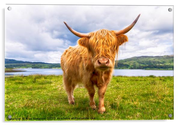 Scottish Cow Acrylic by Alan Simpson