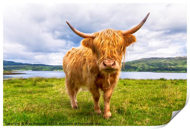 Scottish Cow Print by Alan Simpson