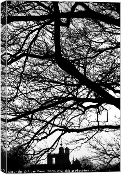 Trees at Greenwich Park, London  Canvas Print by Aidan Moran
