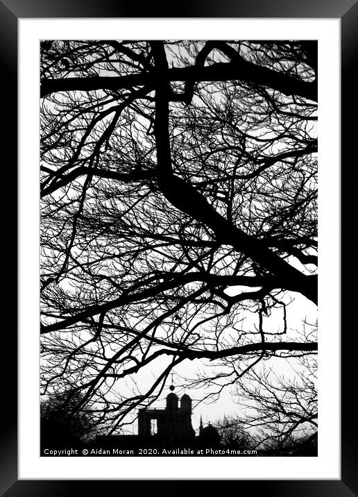 Trees at Greenwich Park, London  Framed Mounted Print by Aidan Moran