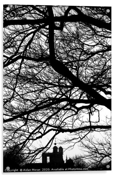 Trees at Greenwich Park, London  Acrylic by Aidan Moran