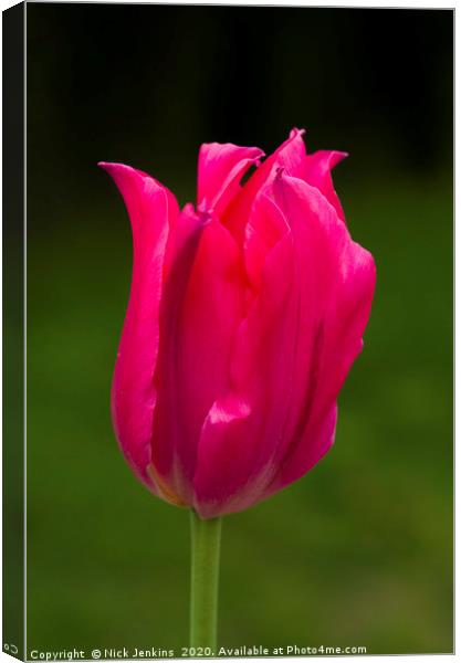 Close up of aRed tulip flower  Canvas Print by Nick Jenkins