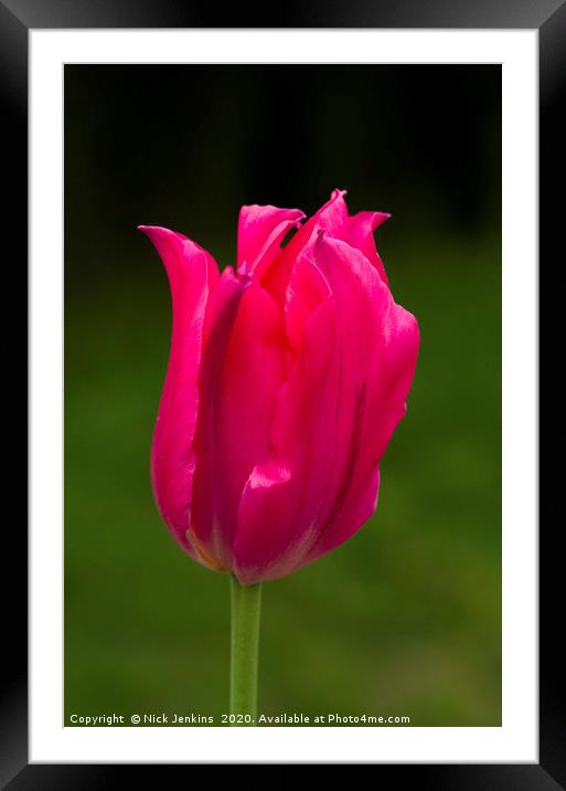 Close up of aRed tulip flower  Framed Mounted Print by Nick Jenkins