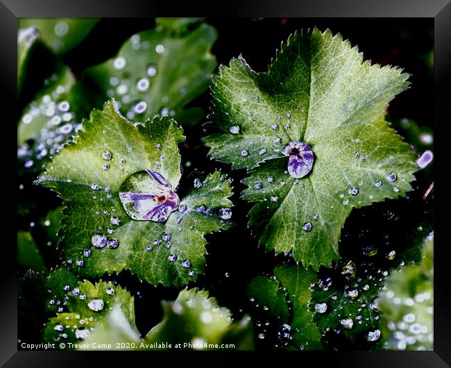 Down the Garden Path - 32 Framed Print by Trevor Camp