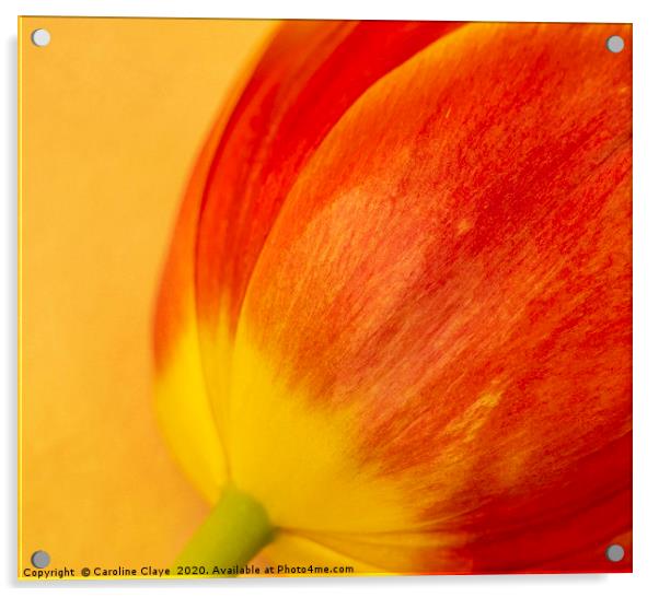 Delicate Tulip Acrylic by Caroline Claye