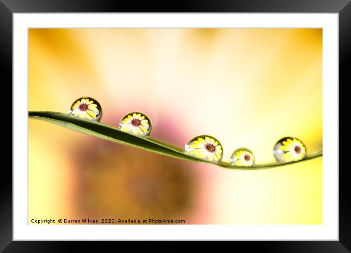 Daisy Water Refraction Framed Mounted Print by Darren Wilkes