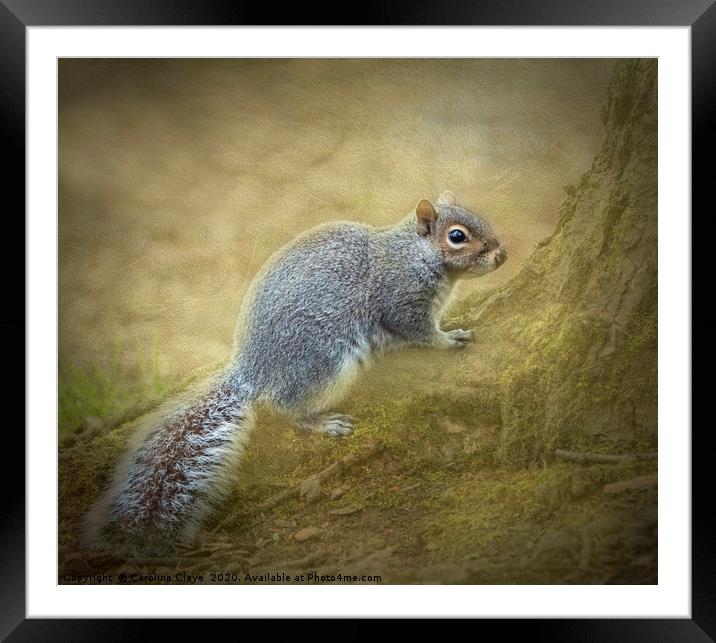 Fluffy Squirrel Framed Mounted Print by Caroline Claye