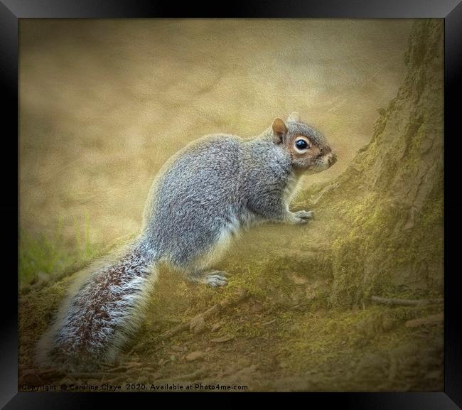 Fluffy Squirrel Framed Print by Caroline Claye