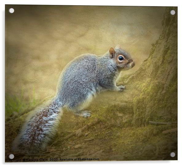 Fluffy Squirrel Acrylic by Caroline Claye