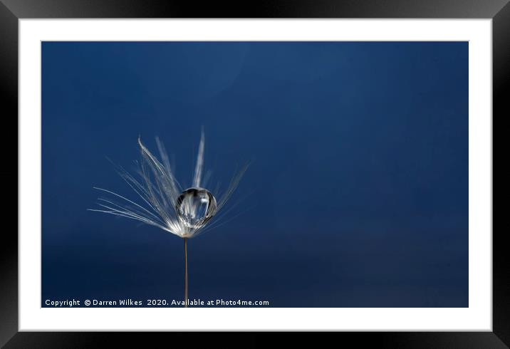 Dandelion Refraction Blue  Framed Mounted Print by Darren Wilkes
