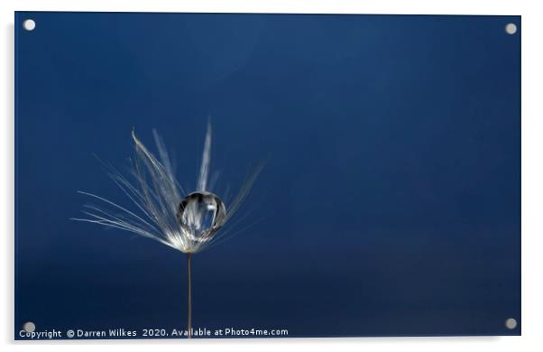 Dandelion Refraction Blue  Acrylic by Darren Wilkes