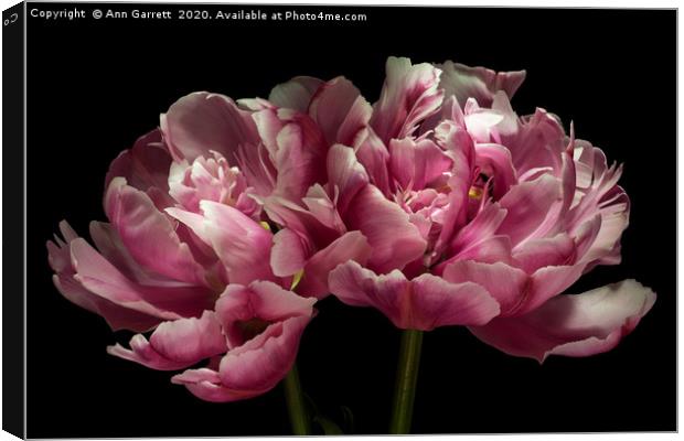 Two Pink Tulips Canvas Print by Ann Garrett