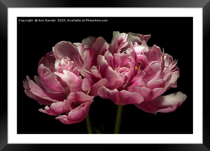 Two Pink Tulips Framed Mounted Print by Ann Garrett