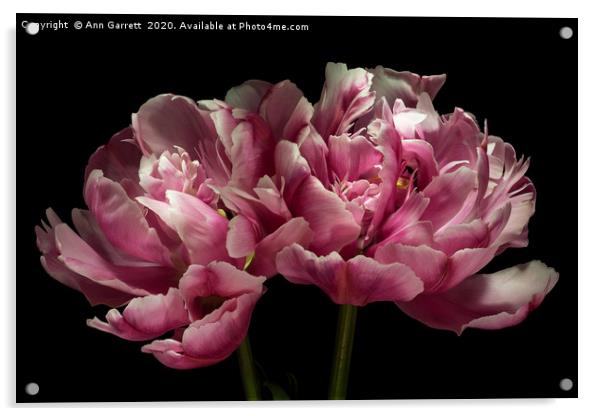 Two Pink Tulips Acrylic by Ann Garrett