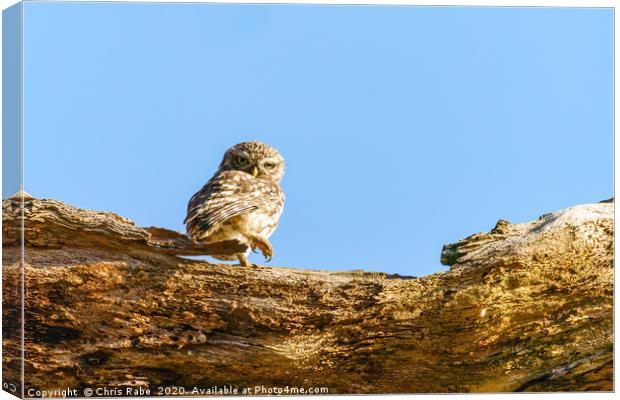 Little Owl standing looking back over shoulder Canvas Print by Chris Rabe