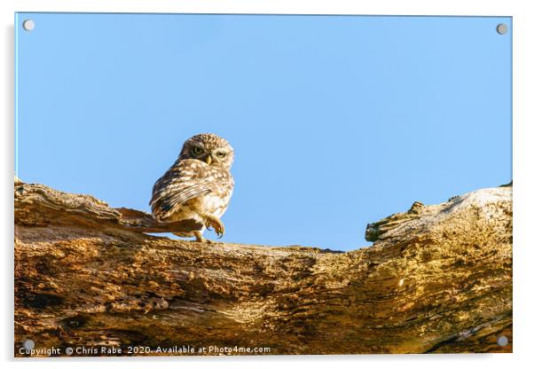 Little Owl standing looking back over shoulder Acrylic by Chris Rabe